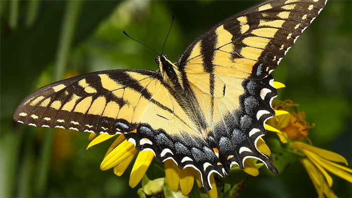 yellow and black butterfly