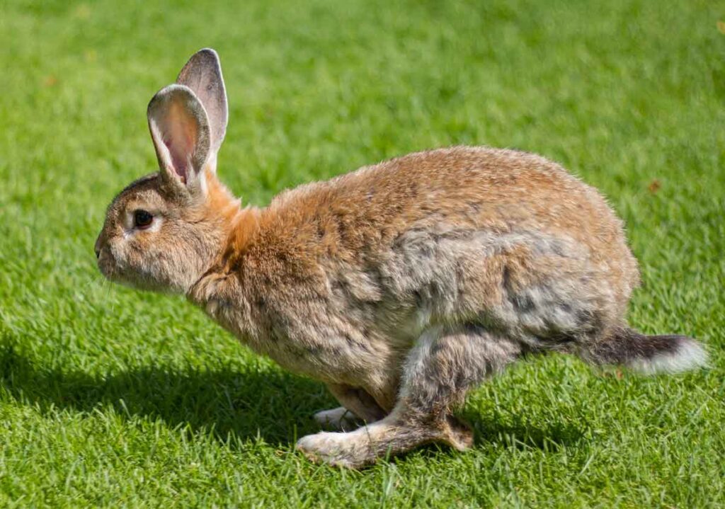 bunny jumping on the grass.