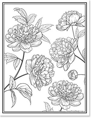 peonies flowers coloring for adults - 20 Coloring pages of flowers for kids and adults- new and unique - Press Print Party!