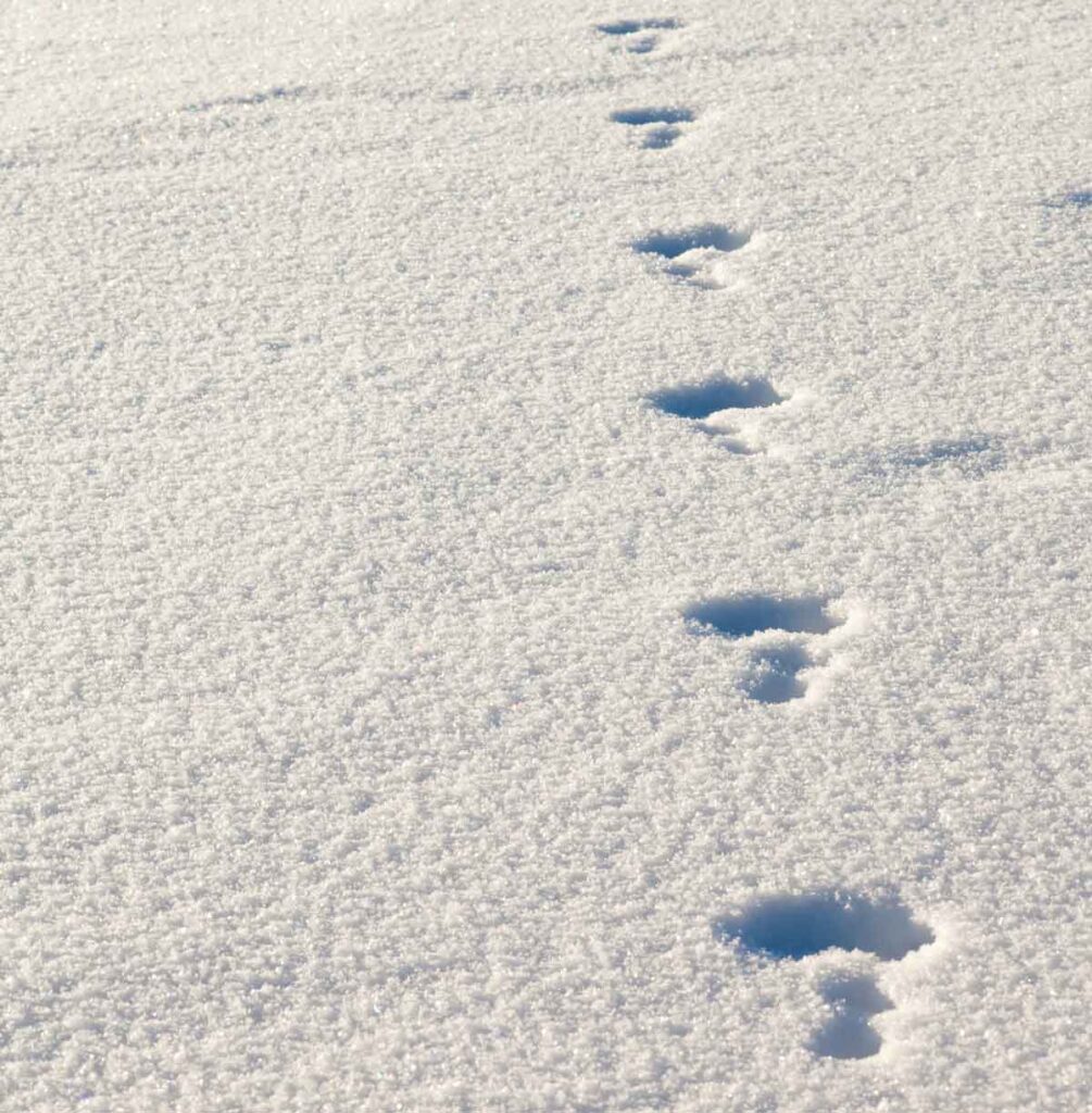 bunny tracks in the snow. free printable easter bunny footprints