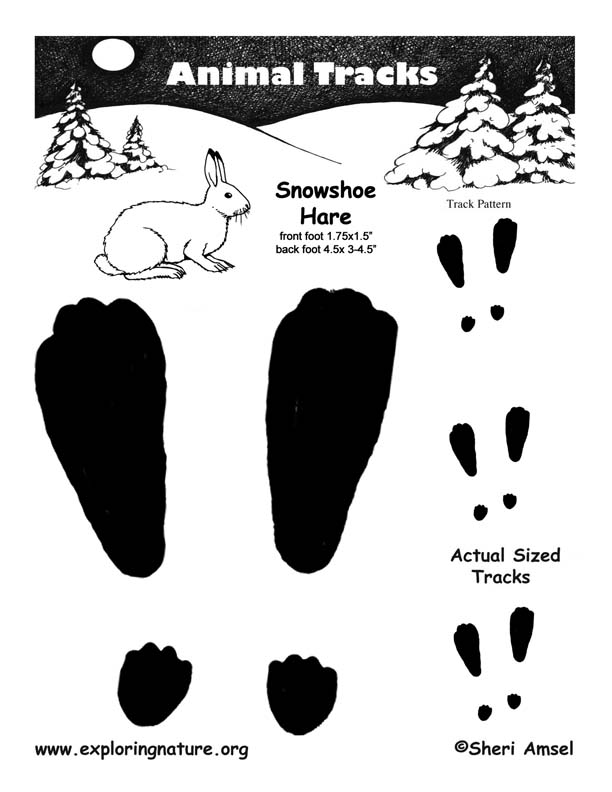 snowshoe hare tracks from exploring nature.org