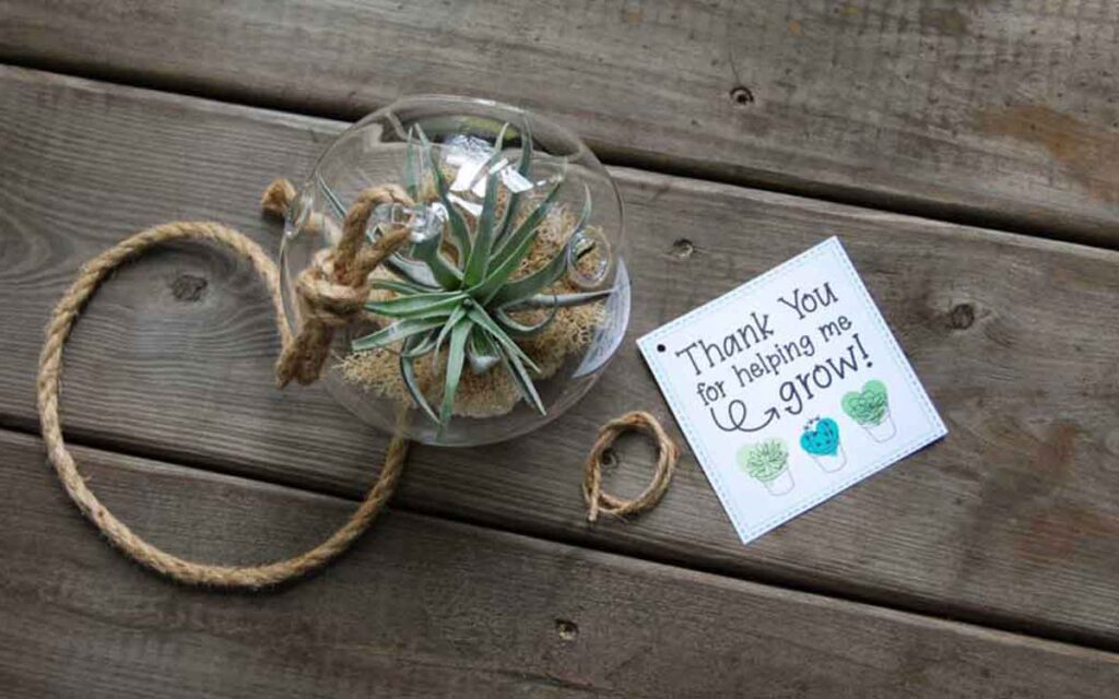 thanks for helping me grow tag with spider plant in globe
