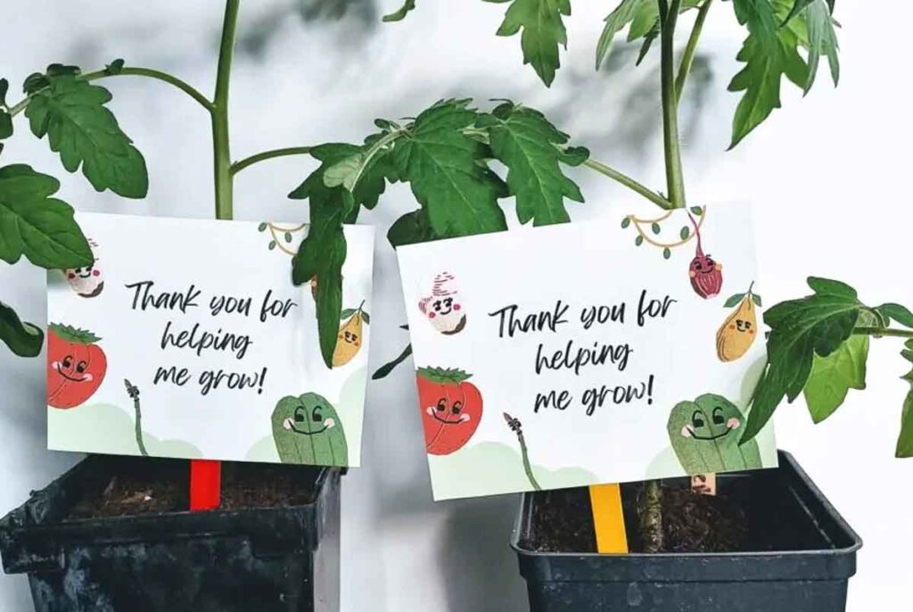 thank you for helping me grow tag on tomato plants