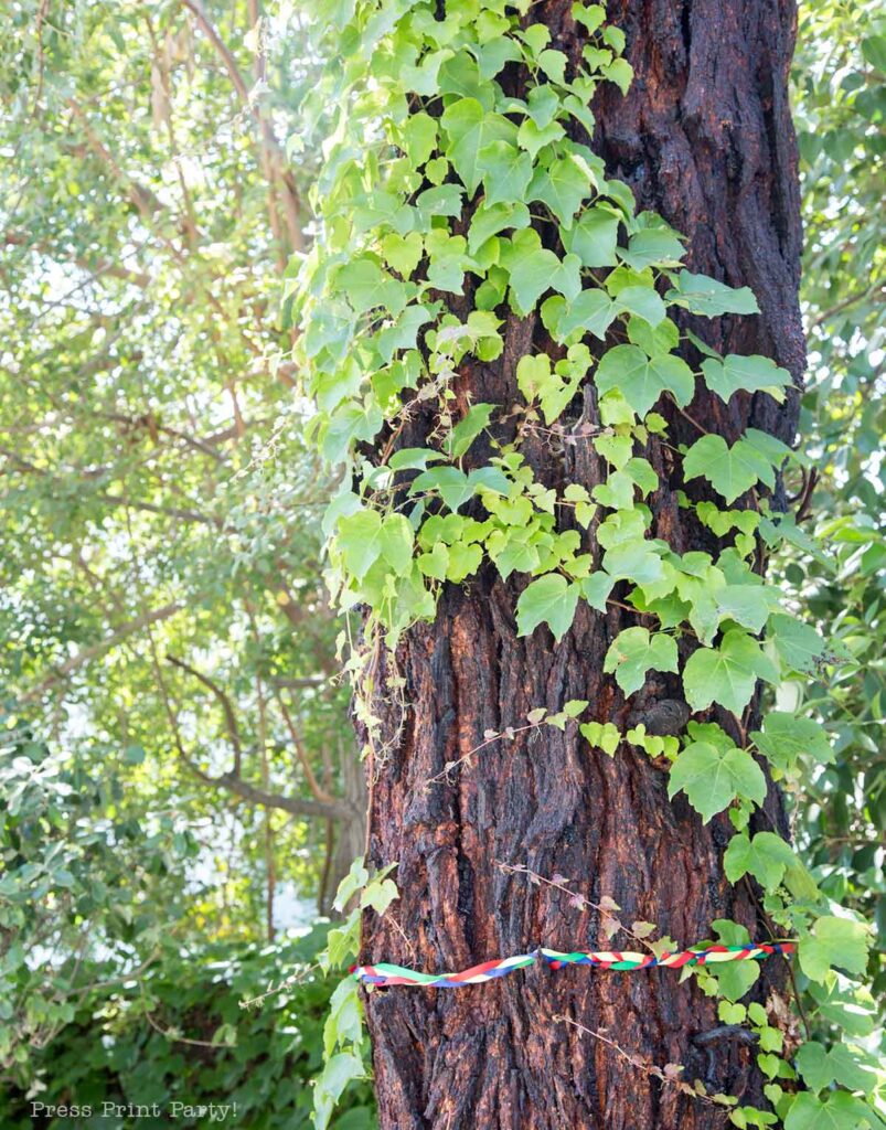 tree with vines as scavenger hunt location 