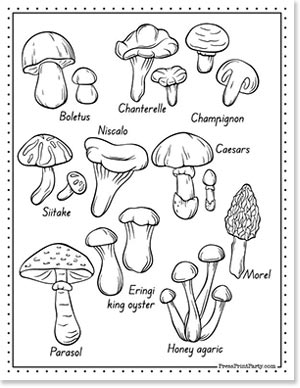 edible mushrooms and their names coloring page