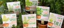 Potted plants with punny thank-you cards: "You're Sup-Herb," "You're Basil the Best," "Thanks for Your Commit-Mint," "You Made a Sage-nificant Contribution," "Thanks for Your Dedication & Thyme," "You're a Big Dill.